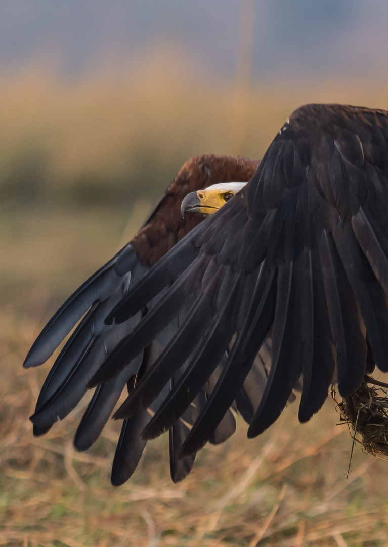 Schreiseeadler 