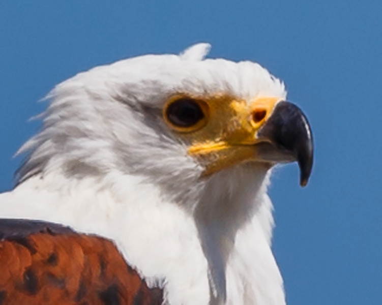 Schreiseeadler