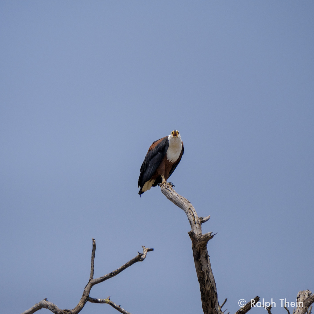 Schreiseeadler