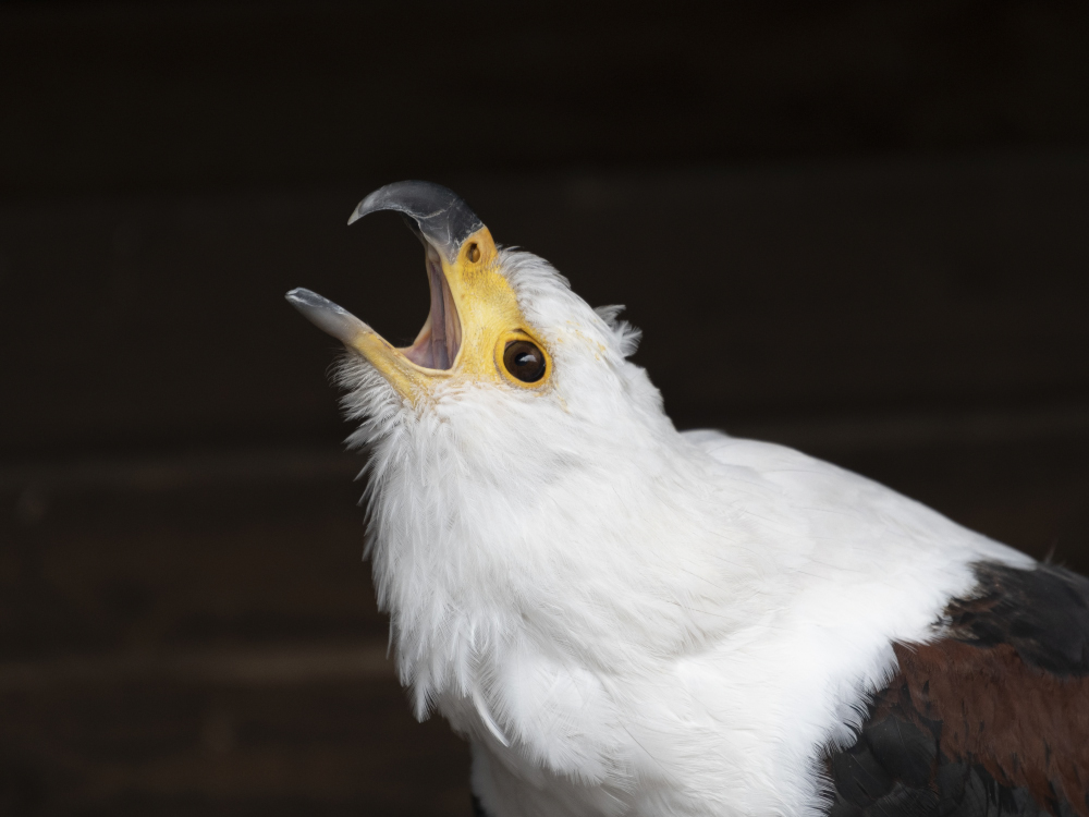 Schreiseeadler