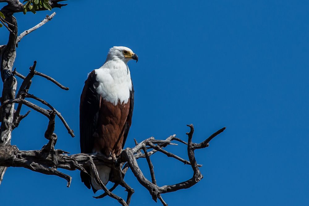 Schreiseeadler