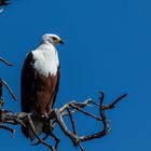 Schreiseeadler