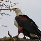 Schreiseeadler