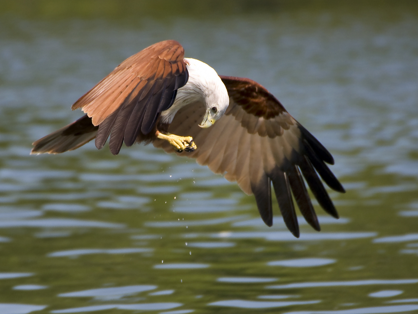 Schreiseeadler