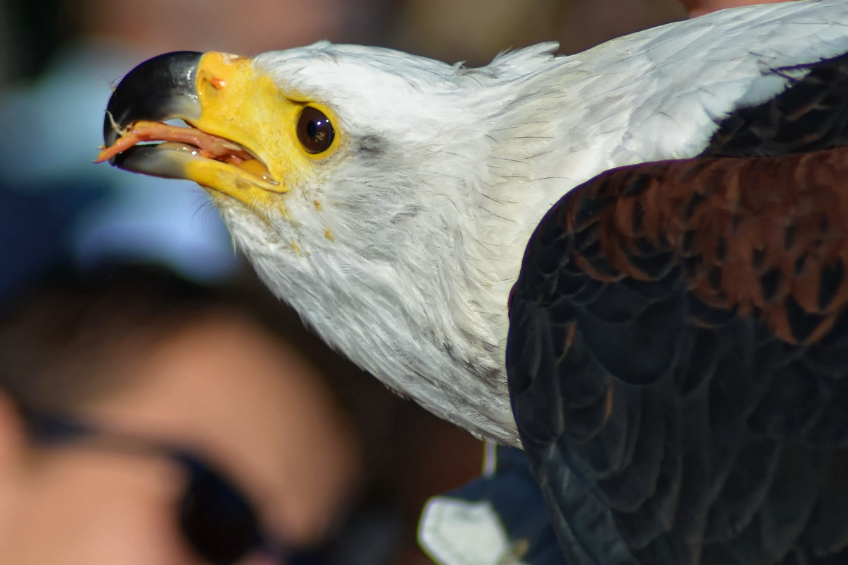 Schreiseeadler