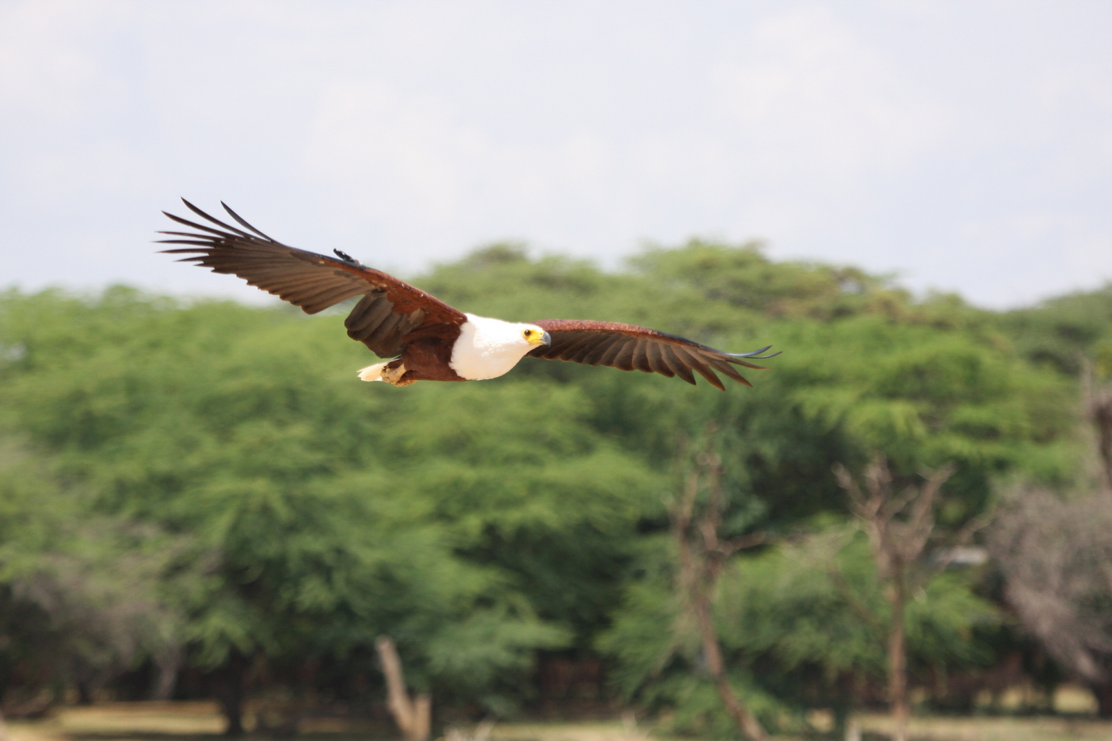 Schreiseeadler