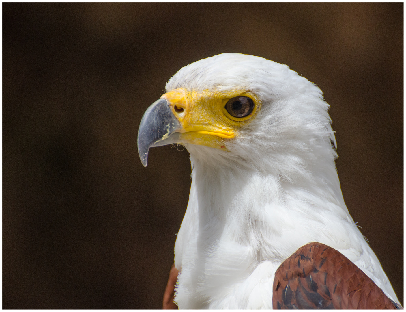 Schreiseeadler