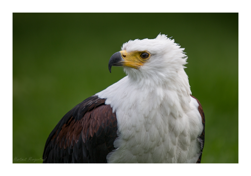 Schreiseeadler