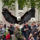 Schreiseeadler