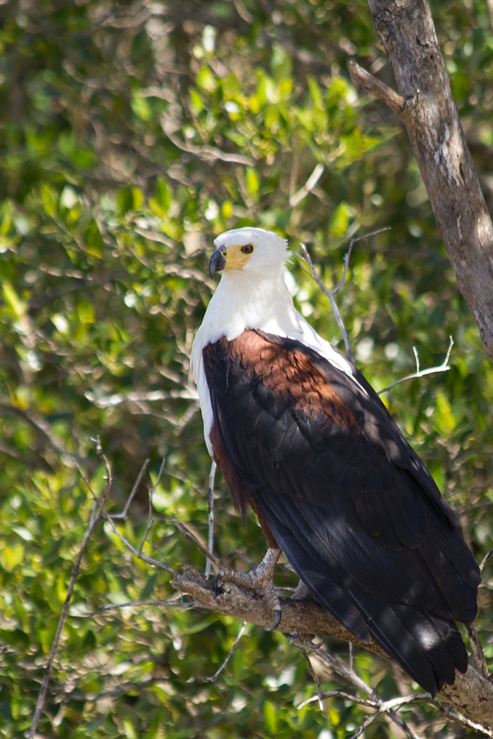 Schreiseeadler