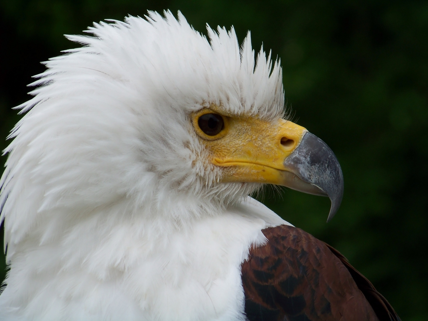 Schreiseeadler