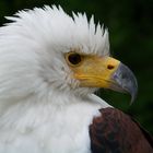 Schreiseeadler