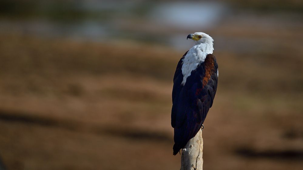 Schreiseeadler