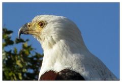 .: Schreiseeadler :.