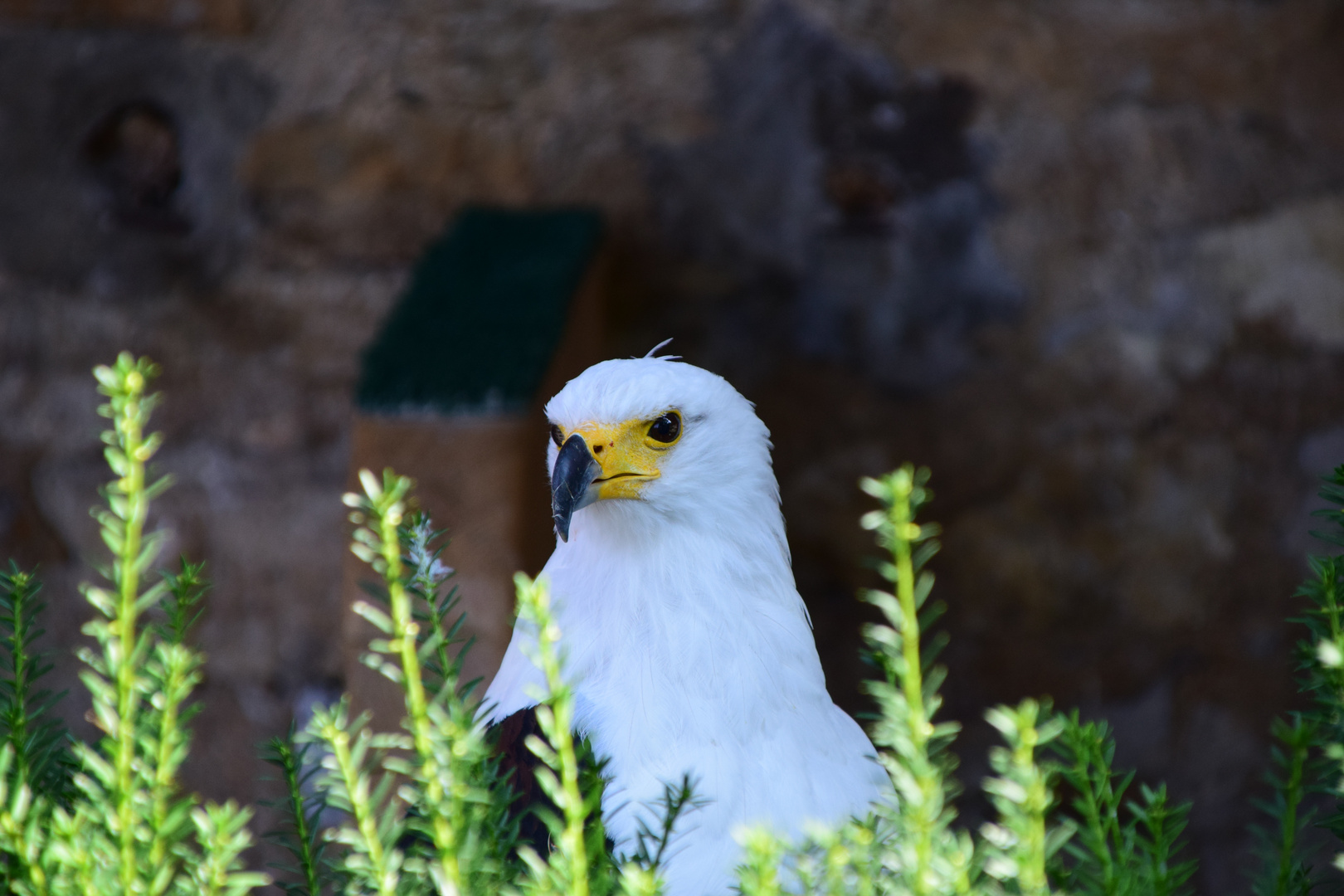 Schreiseeadler