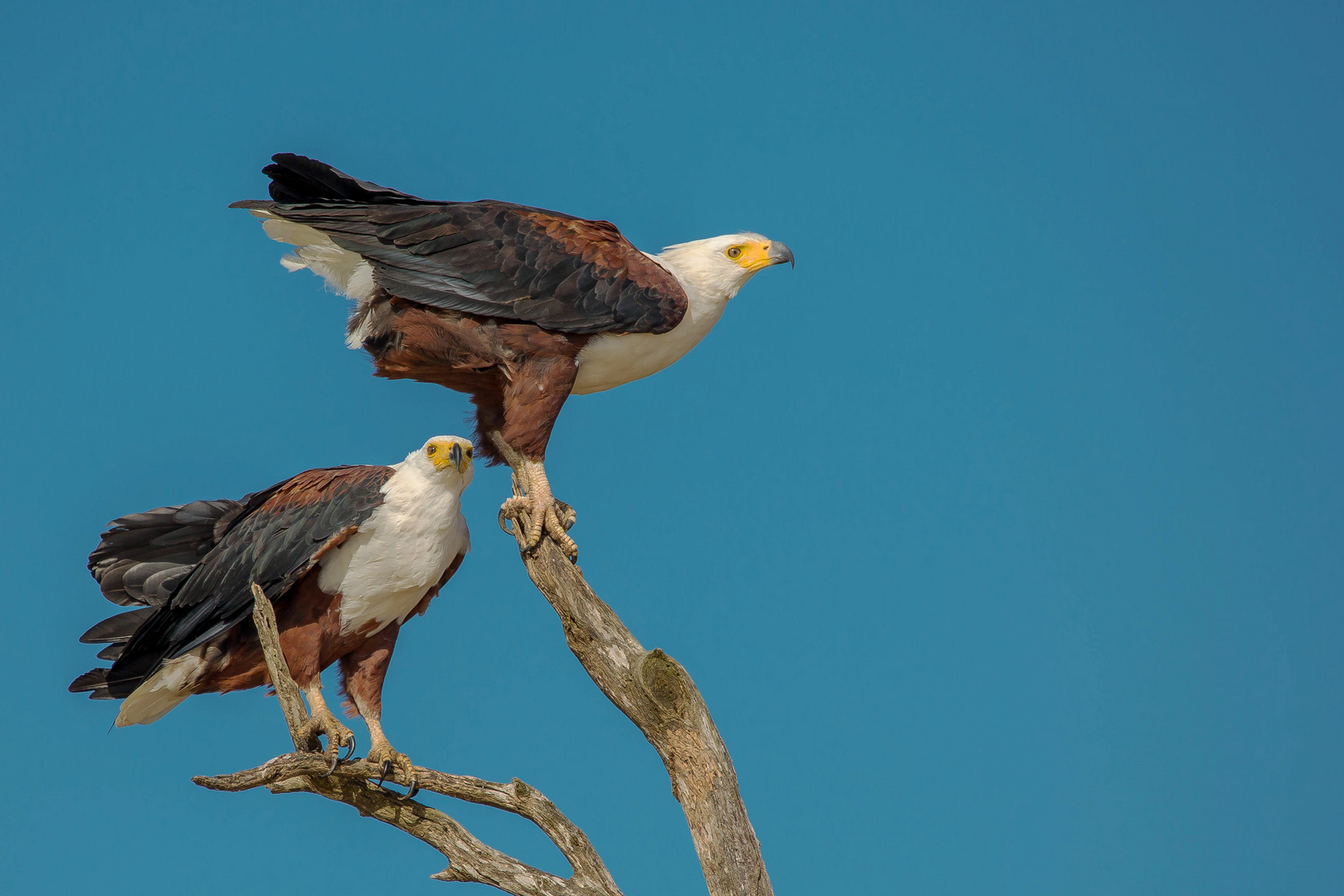 Schreiseeadler