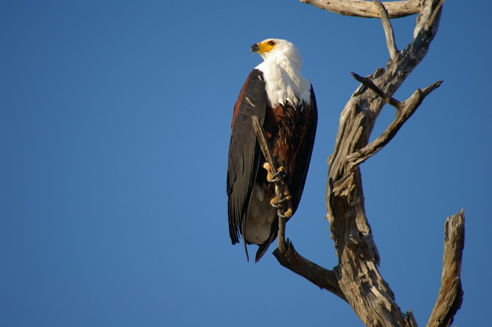 Schreiseeadler