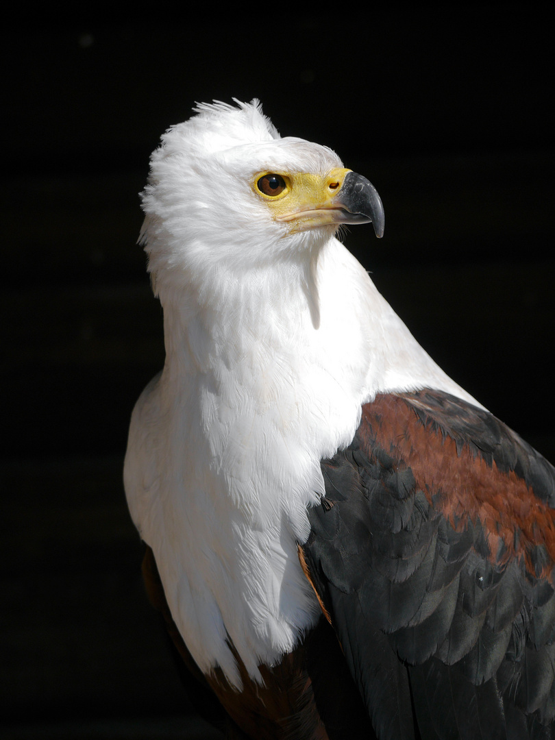 Schreiseeadler