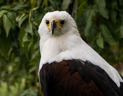 Schreiseeadler