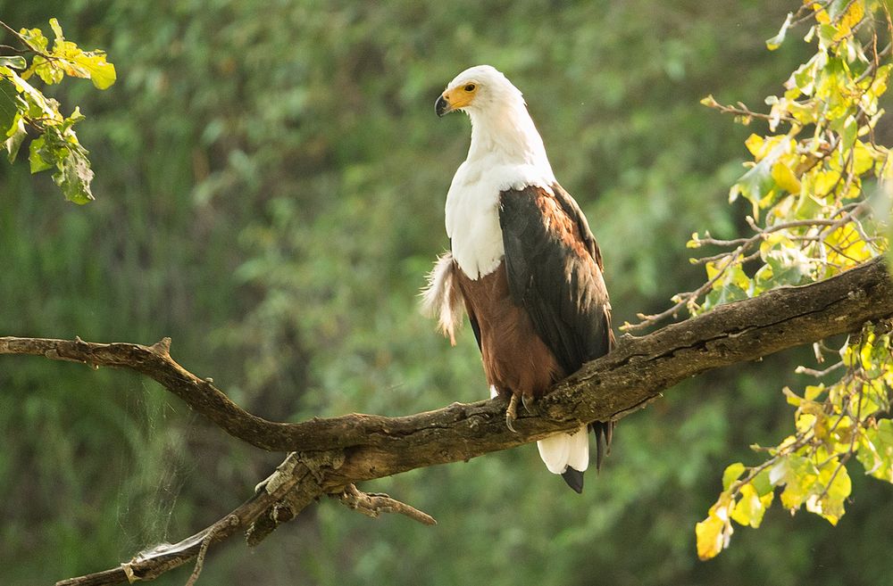 Schreiseeadler