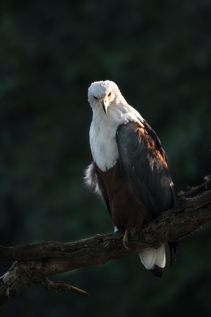 Schreiseeadler