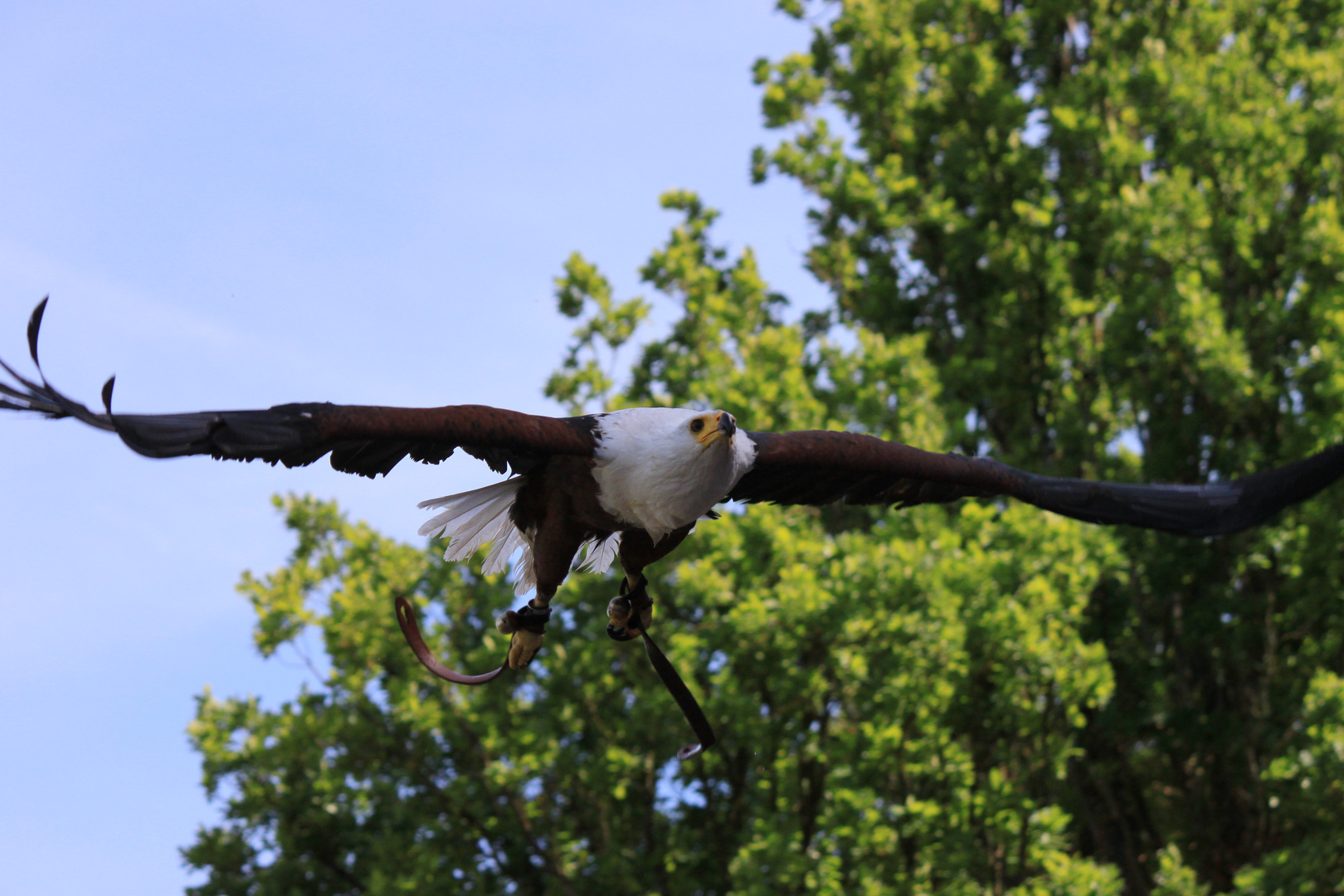 Schreiseeadler