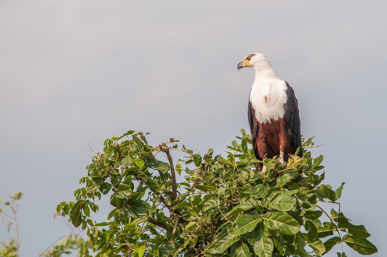 Schreiseeadler