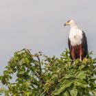 Schreiseeadler