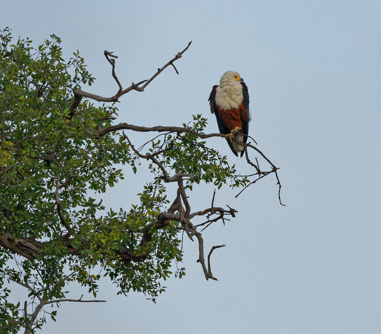 Schreiseeadler