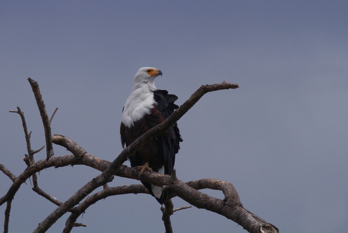 Schreiseeadler