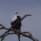 Schreiseeadler