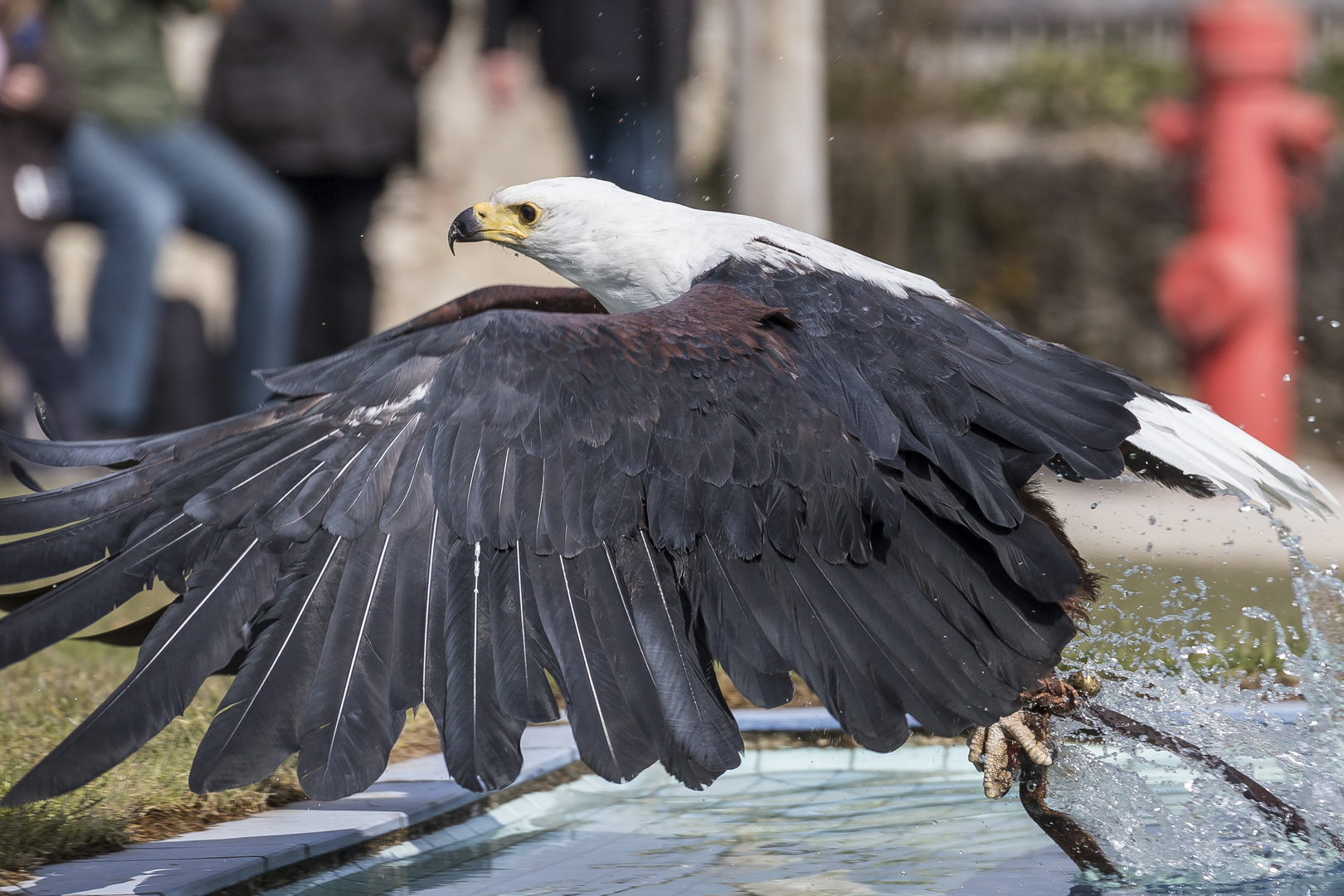 Schreiseeadler