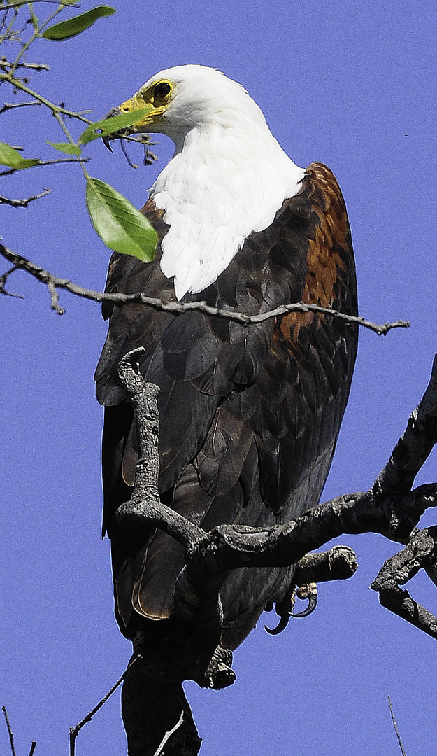 Schreiseeadler