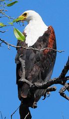 Schreiseeadler