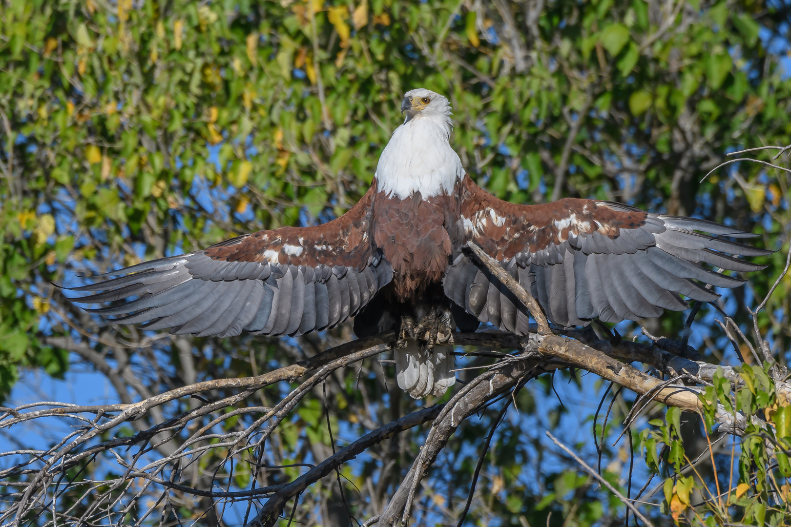 Schreiseeadler