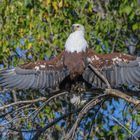 Schreiseeadler