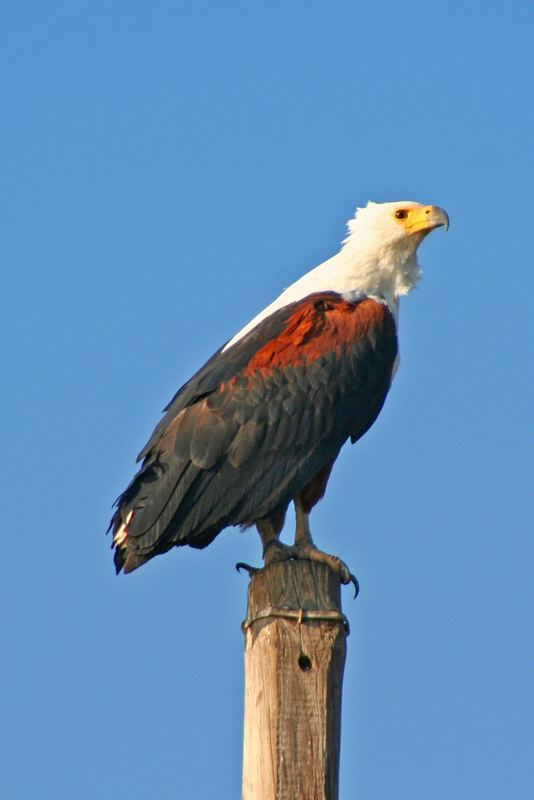 Schreiseeadler