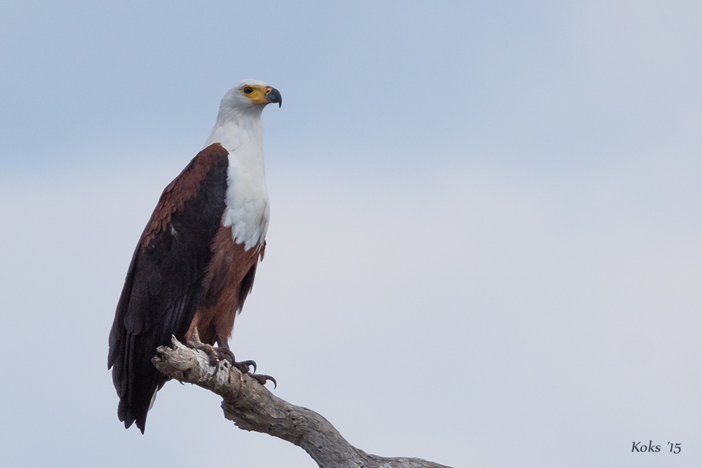 Schreiseeadler