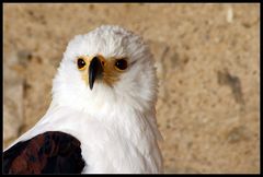 Schreiseeadler