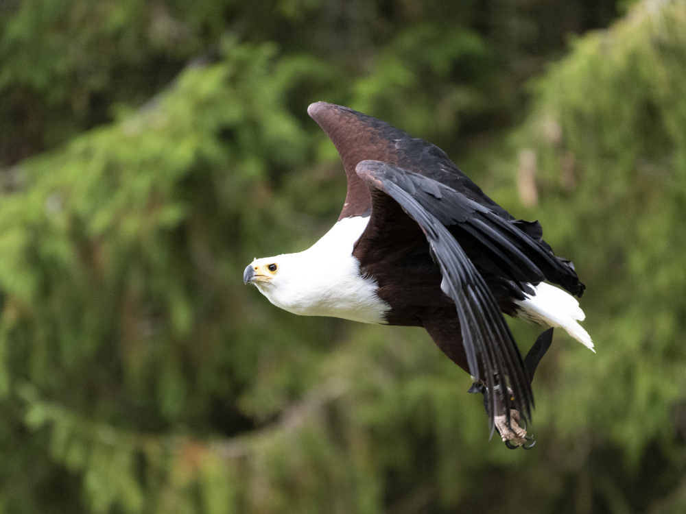 Schreiseeadler