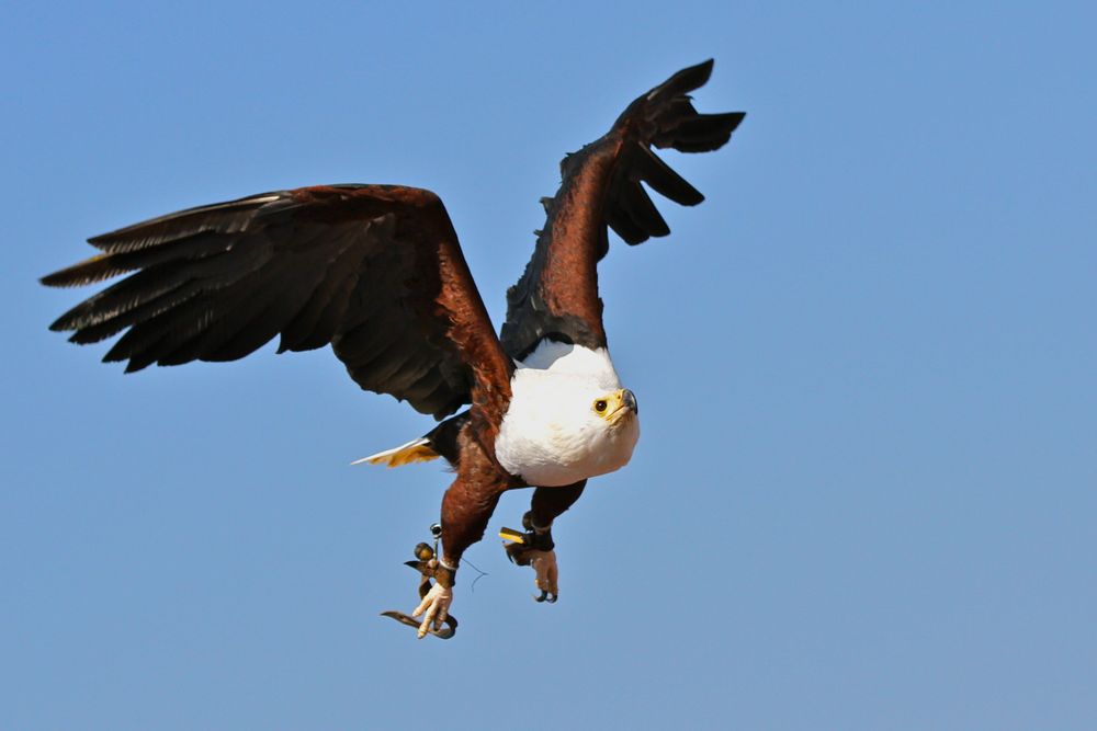 Schreiseeadler