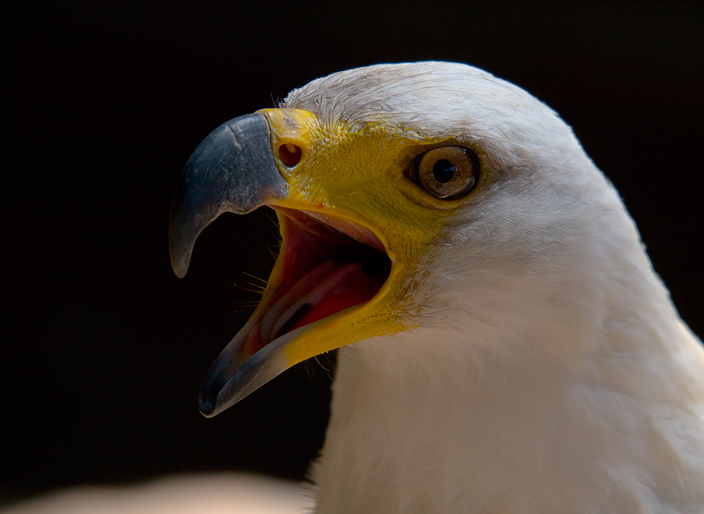 Schreiseeadler