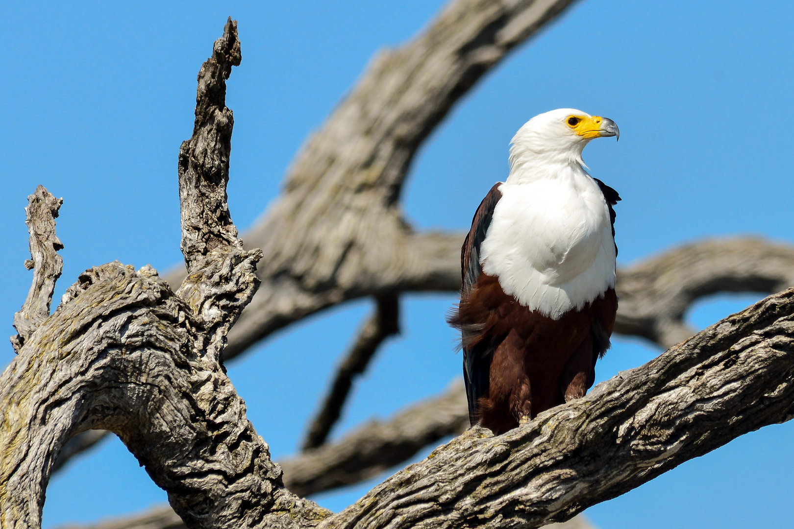 Schreiseeadler