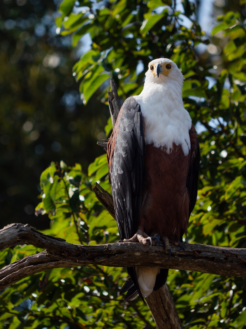 Schreiseeadler