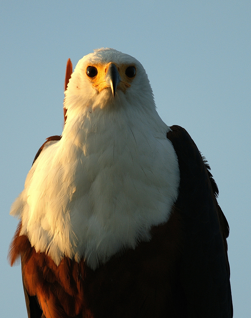 Schreiseeadler