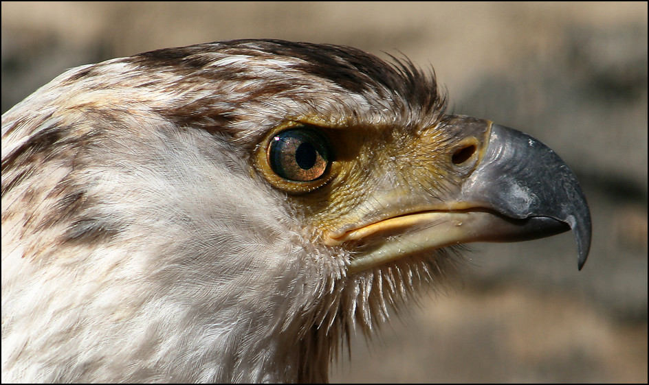 Schreiseeadler