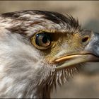 Schreiseeadler