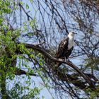 Schreiseeadler