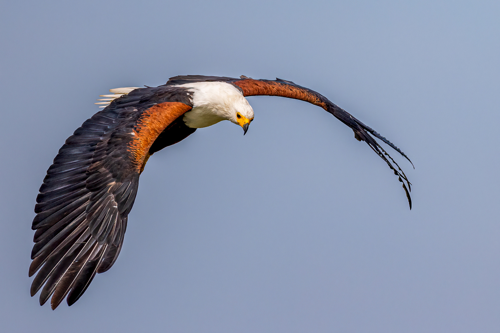 Schreiseeadler (African Fish Eagle)