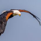 Schreiseeadler (African Fish Eagle)